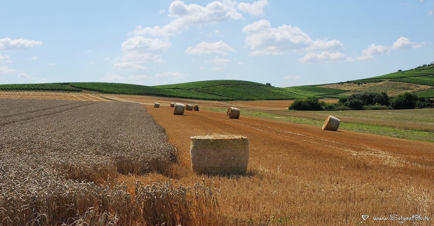 Selz.Stadecken. Deutschland.