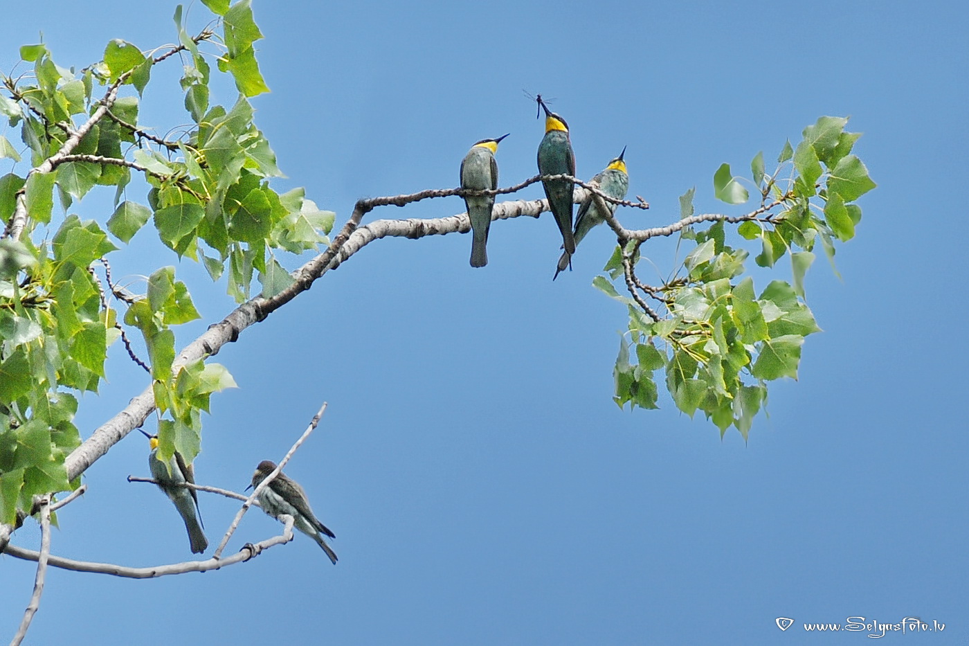 Bienenfresser. Bienenfresser.