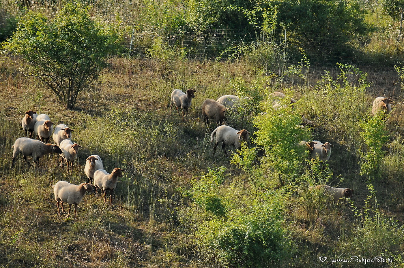 Jugenheim in Rheinhessen /De/.