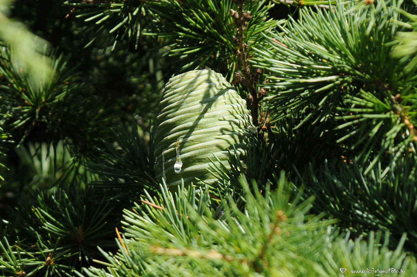 CIEDRS /Cedrus deodara/.