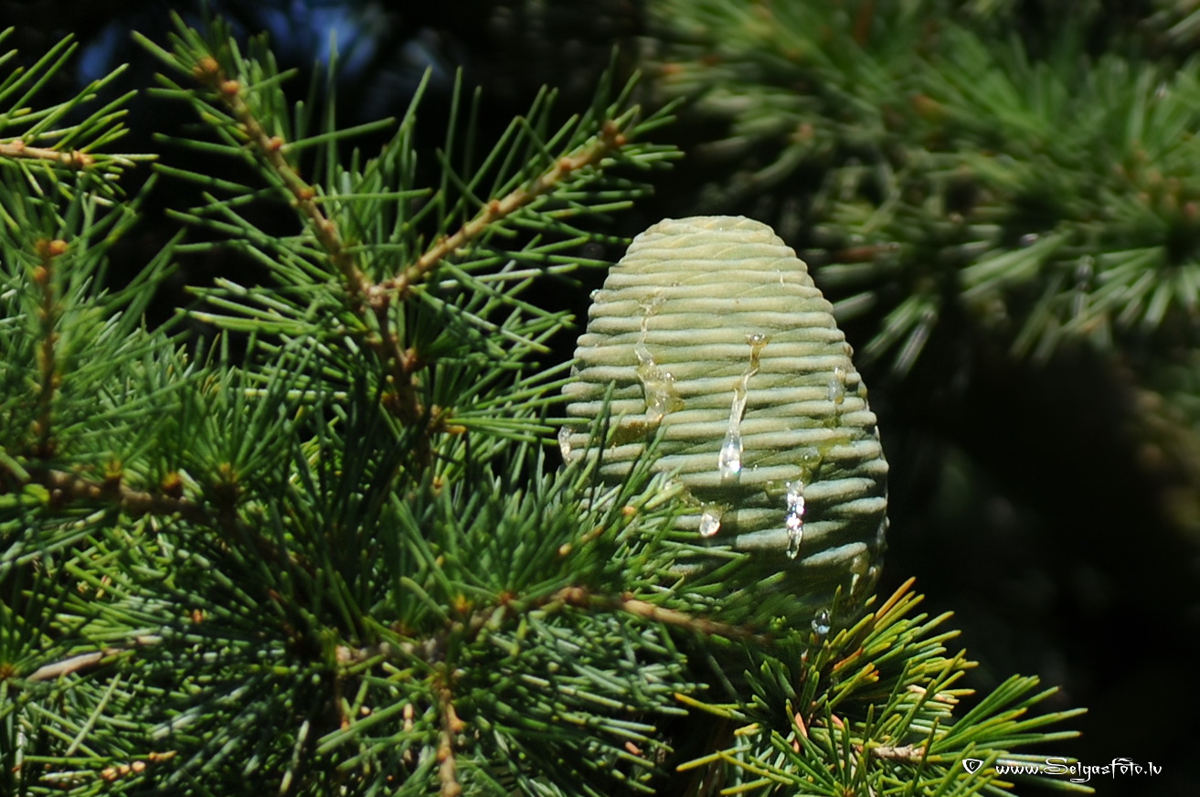 CIEDRS /Cedrus deodara/.