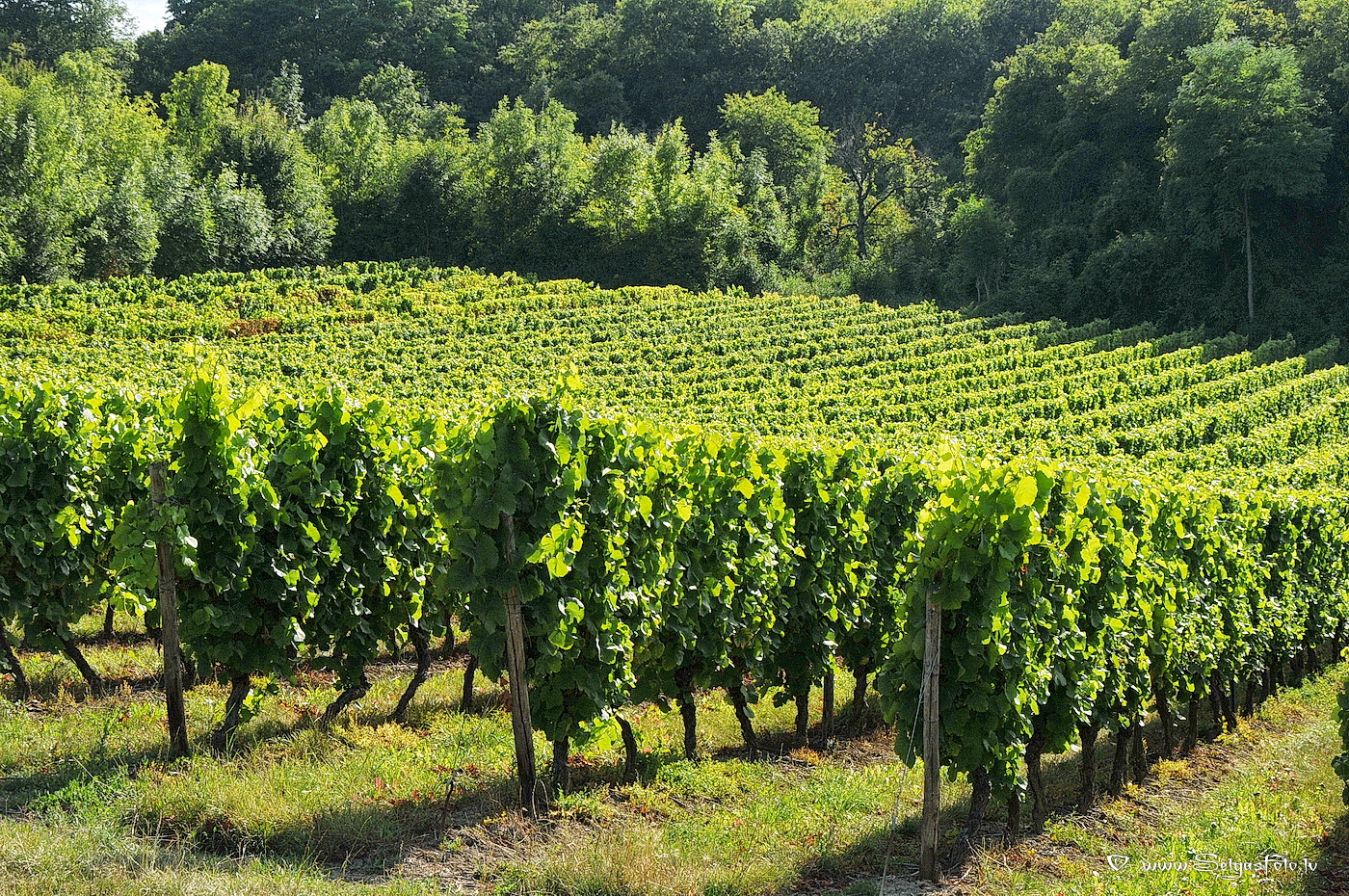 Jugenheim in Rheinhessen. /De/.