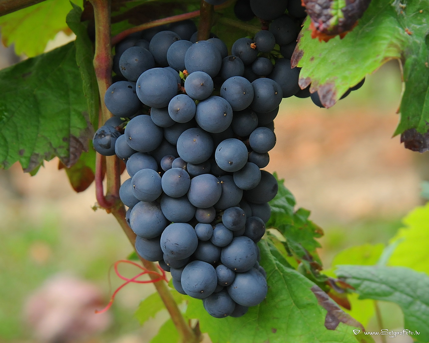 Trauben.