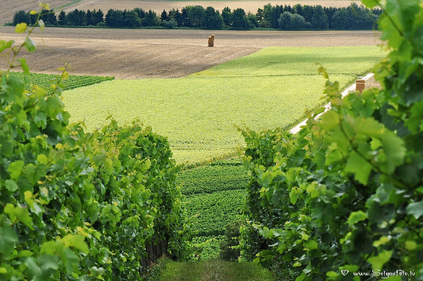 Wolfsheim. Deutschland.
