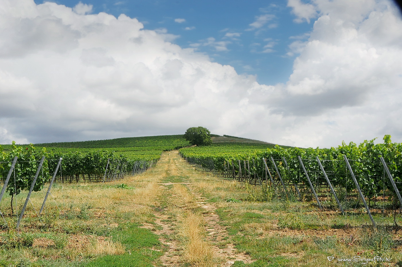 Wolfsheim. Deutschland.