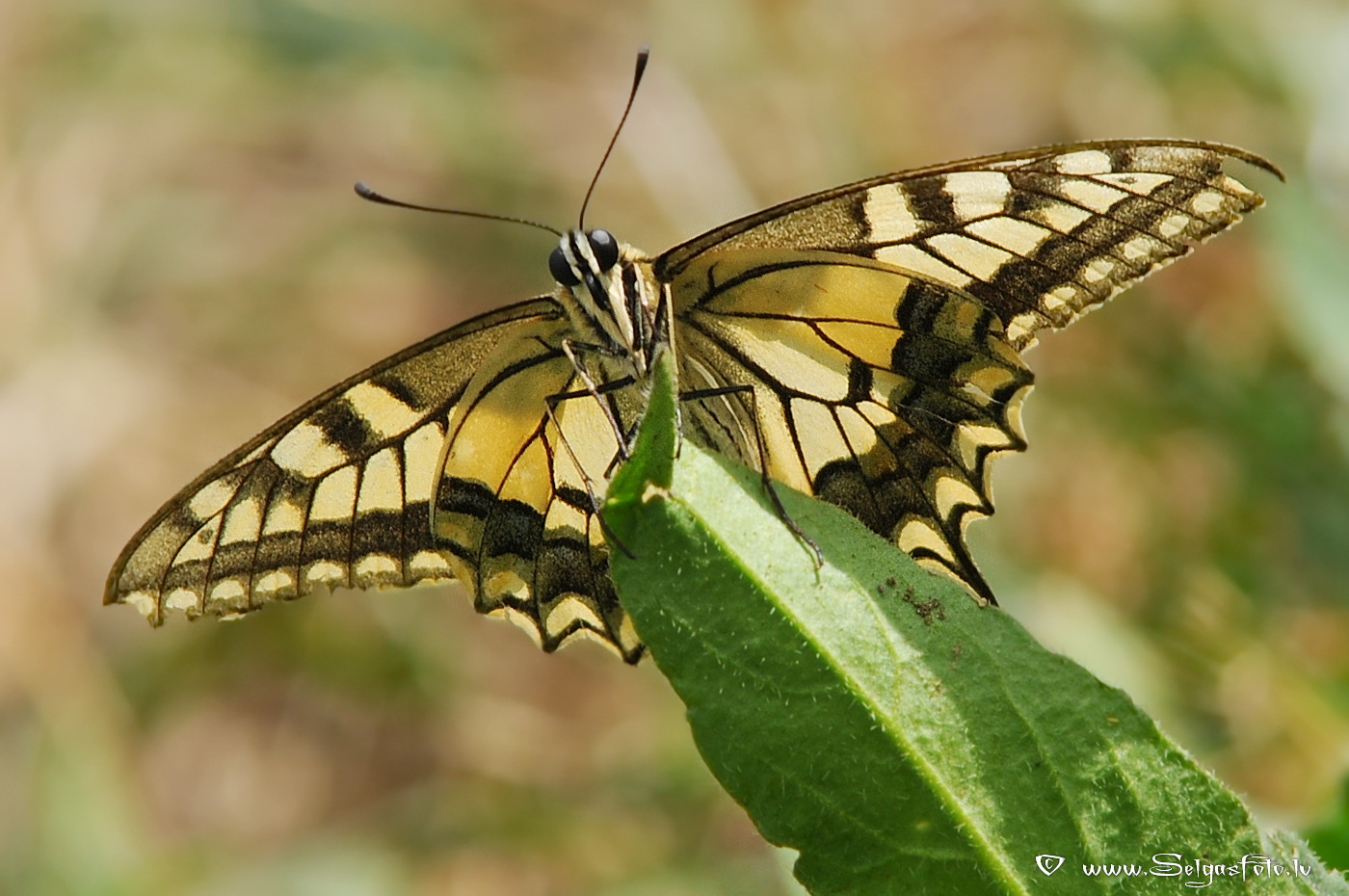 Papilio machaon.