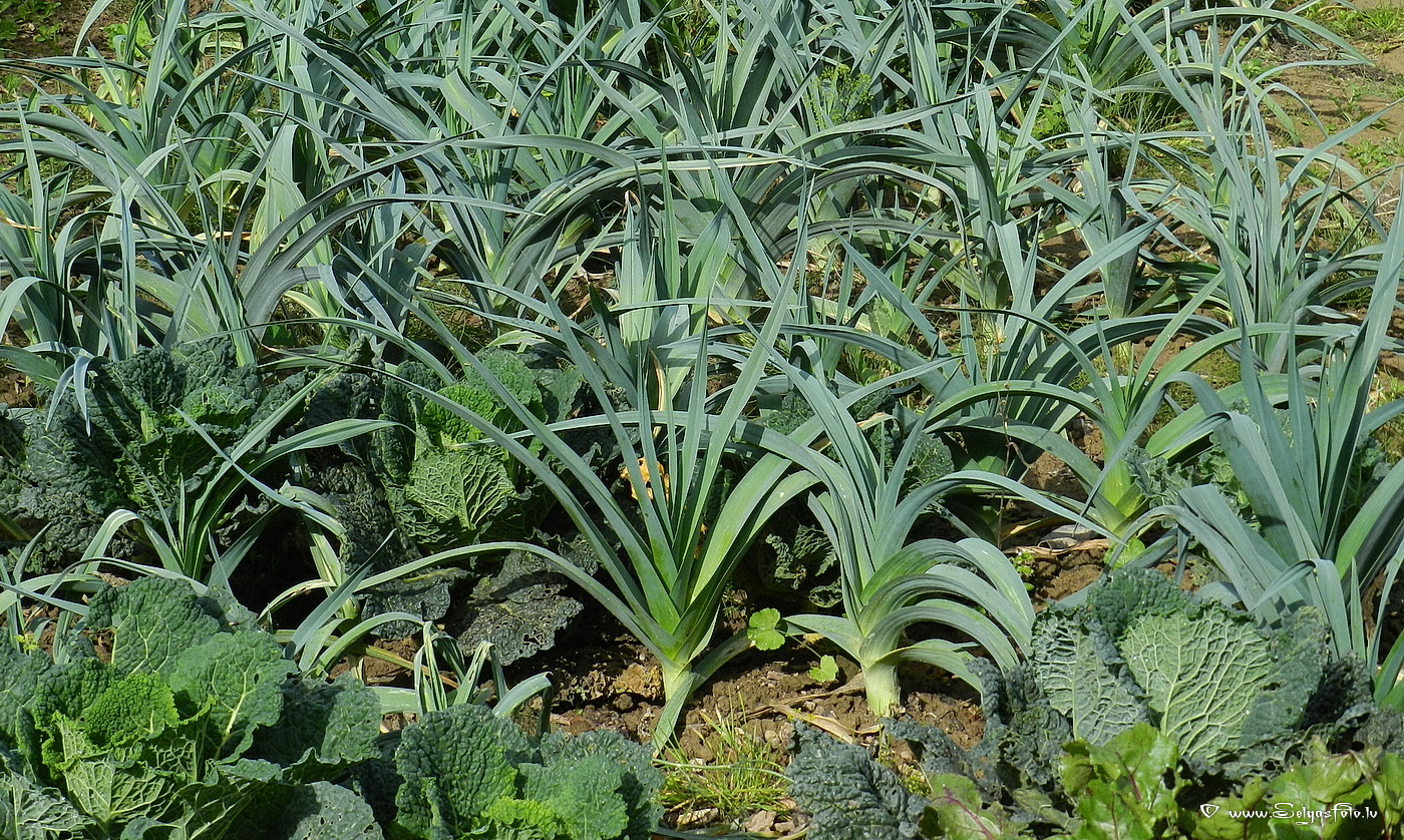 Partenheim. Deutschland.