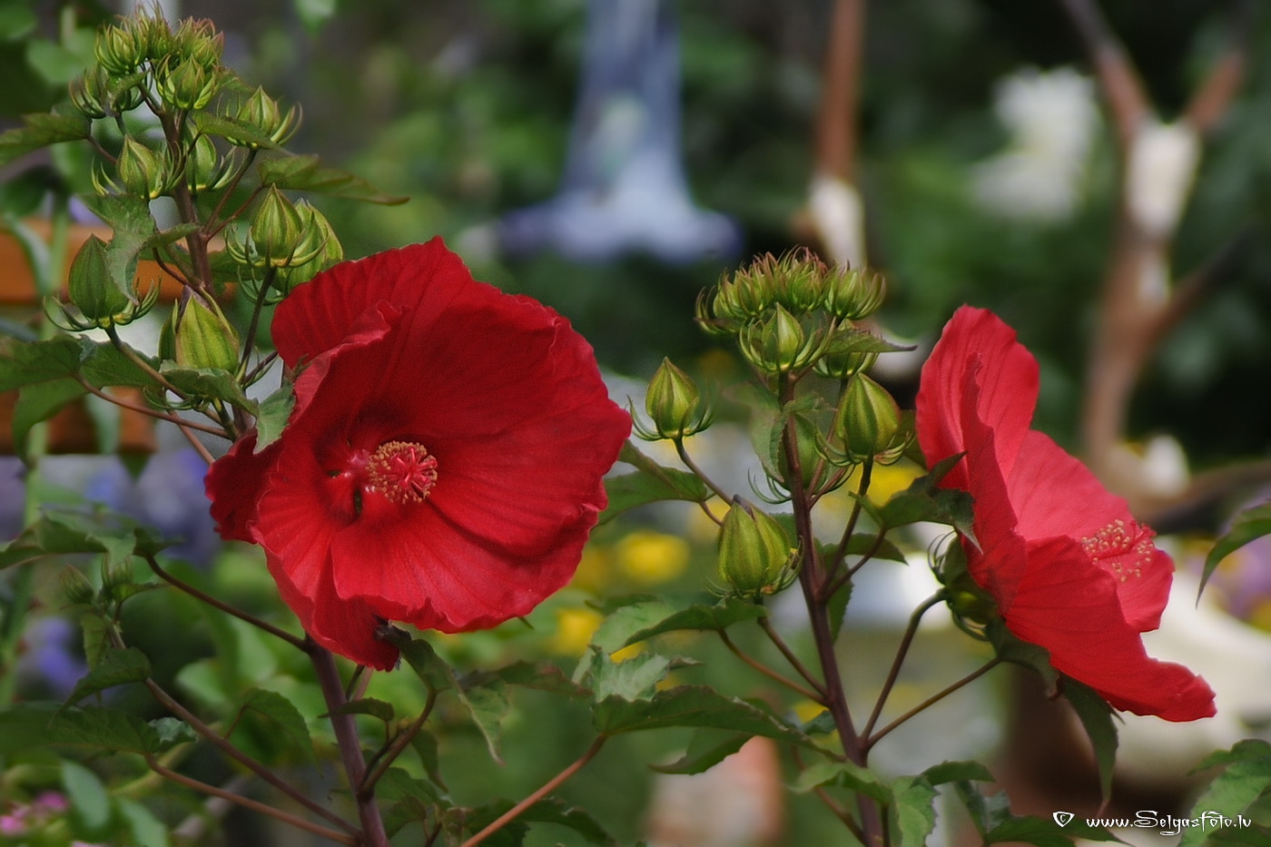 Partenheim. Deutschland.