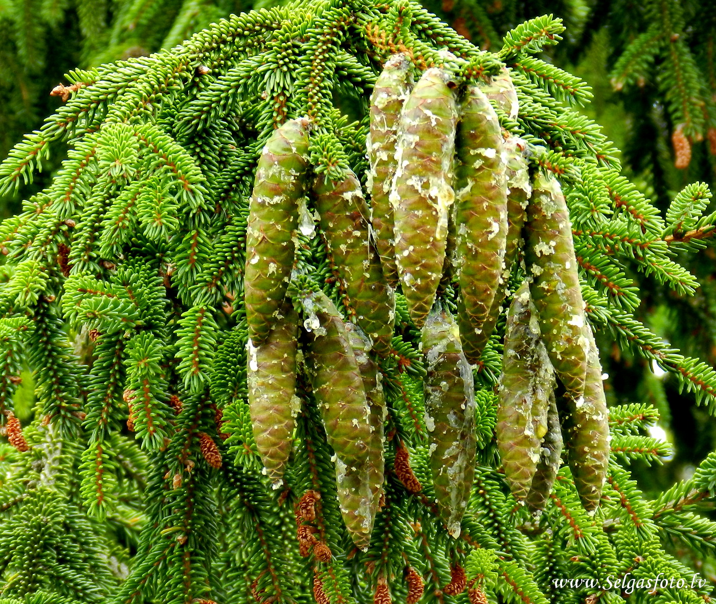 Partenheim. Deutschland.