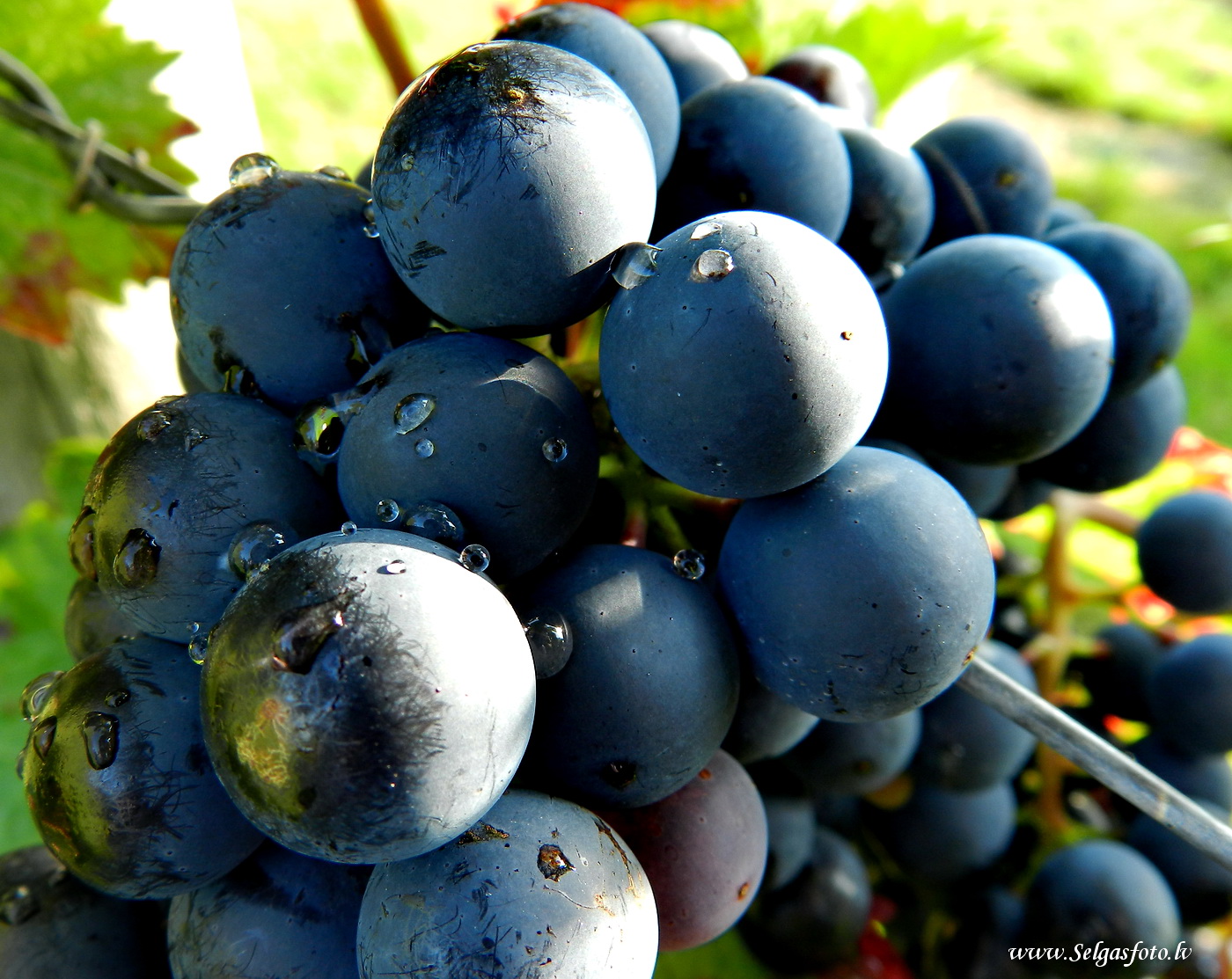 Partenheim. Jugenheim/De/