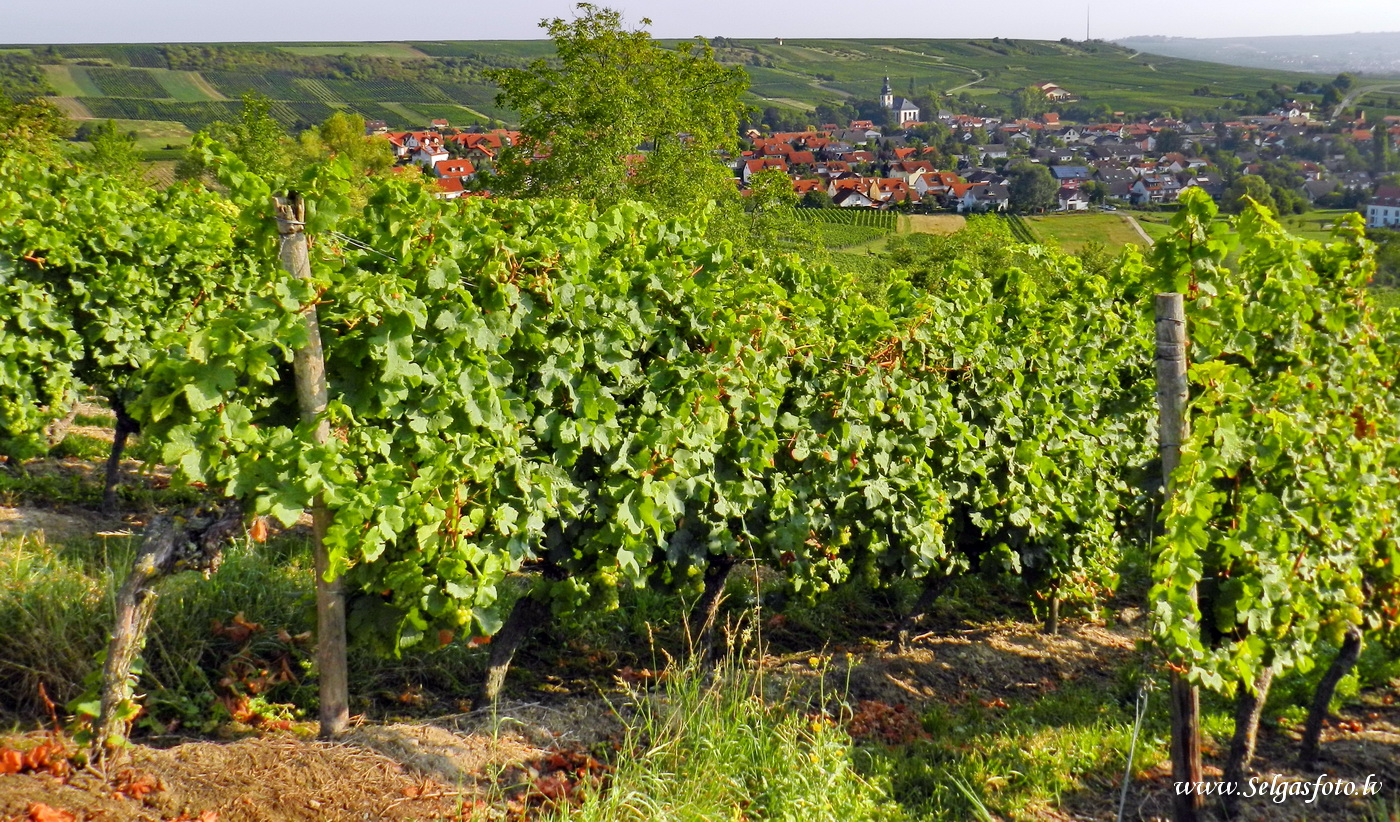 Jugenheim in Rheinhessen/De/