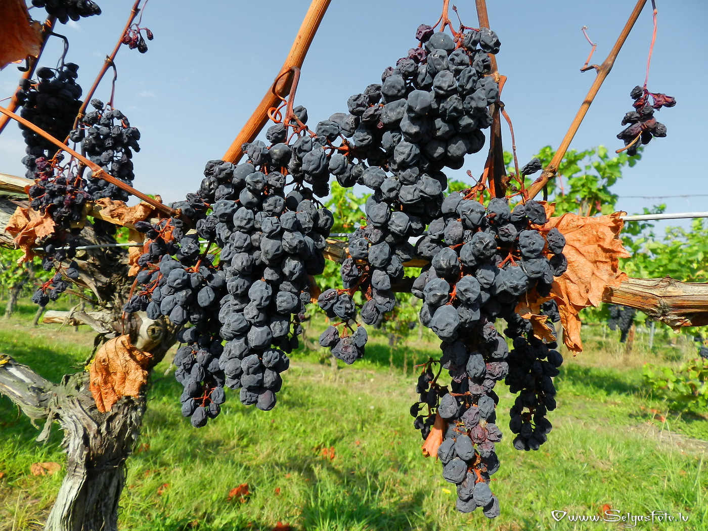 Jugenheim in Rheinhessen./De/.