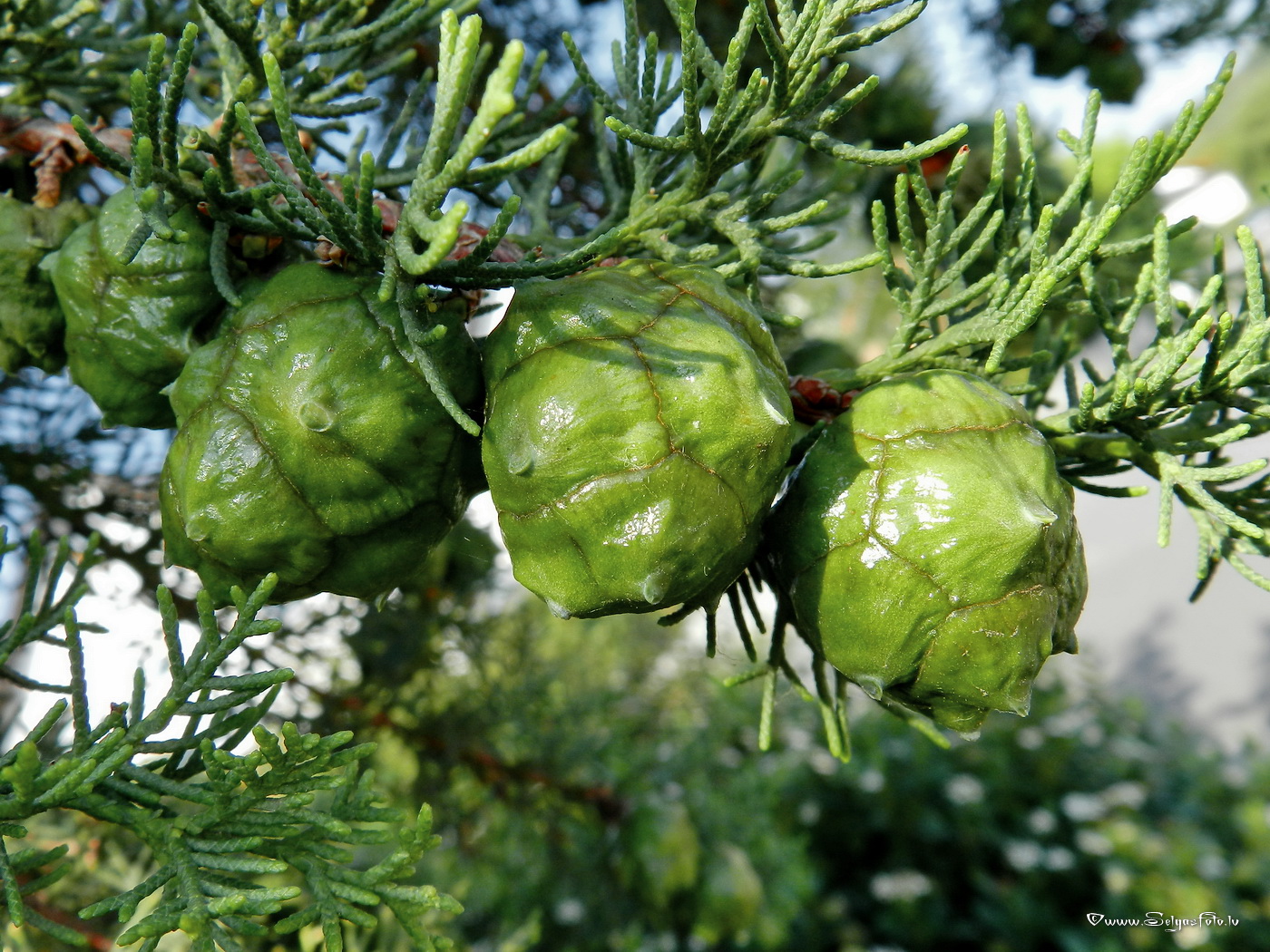 Jugenheim in Rheinhessen./De/.