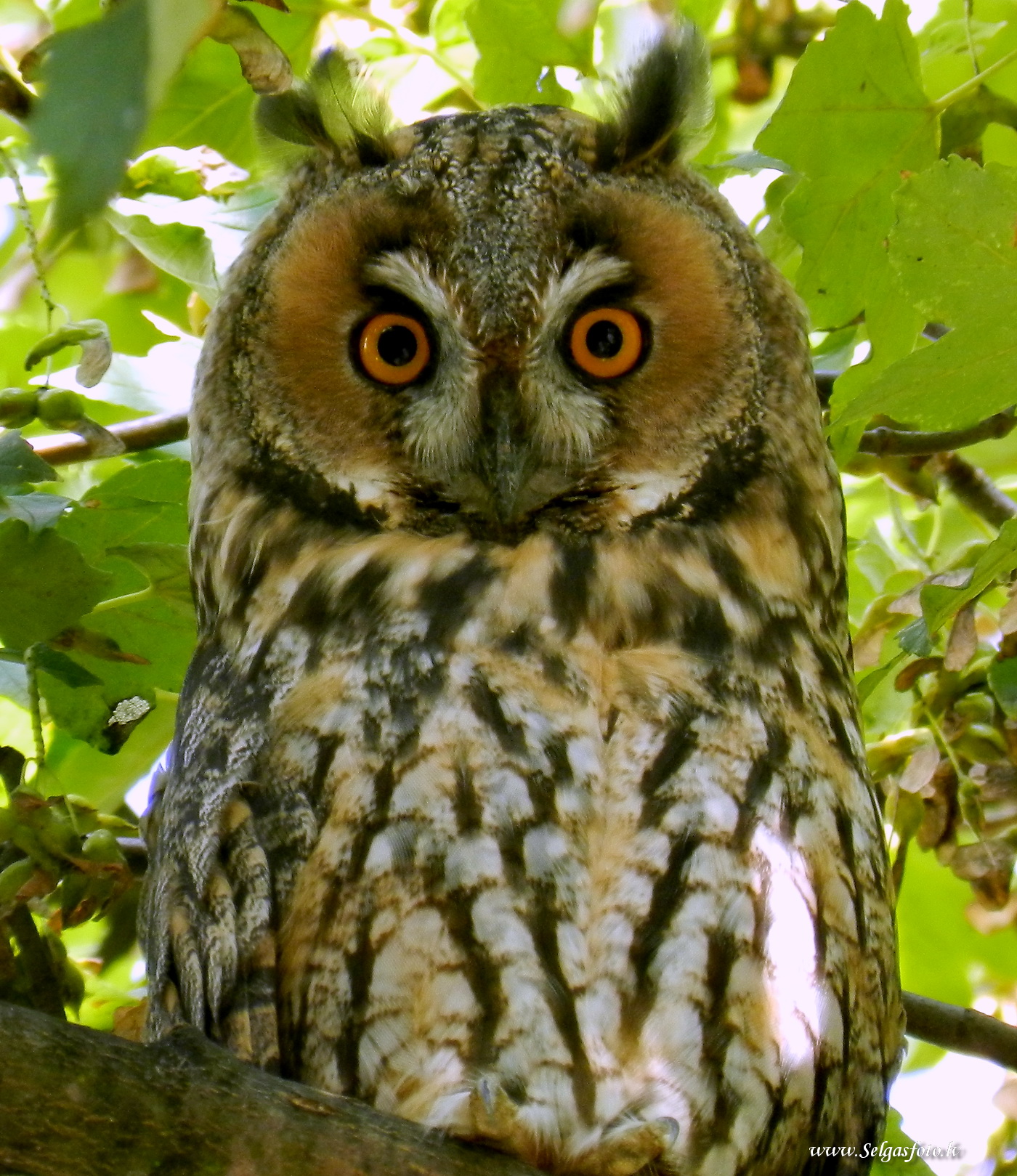 Jugenheim in Rheinhessen/De/