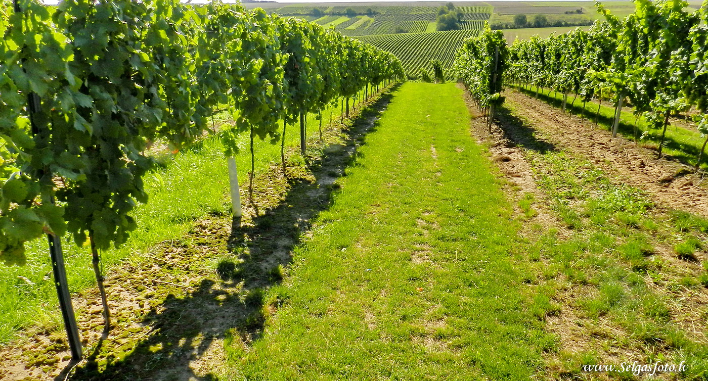 Partenheim. Jugenheim./De/.