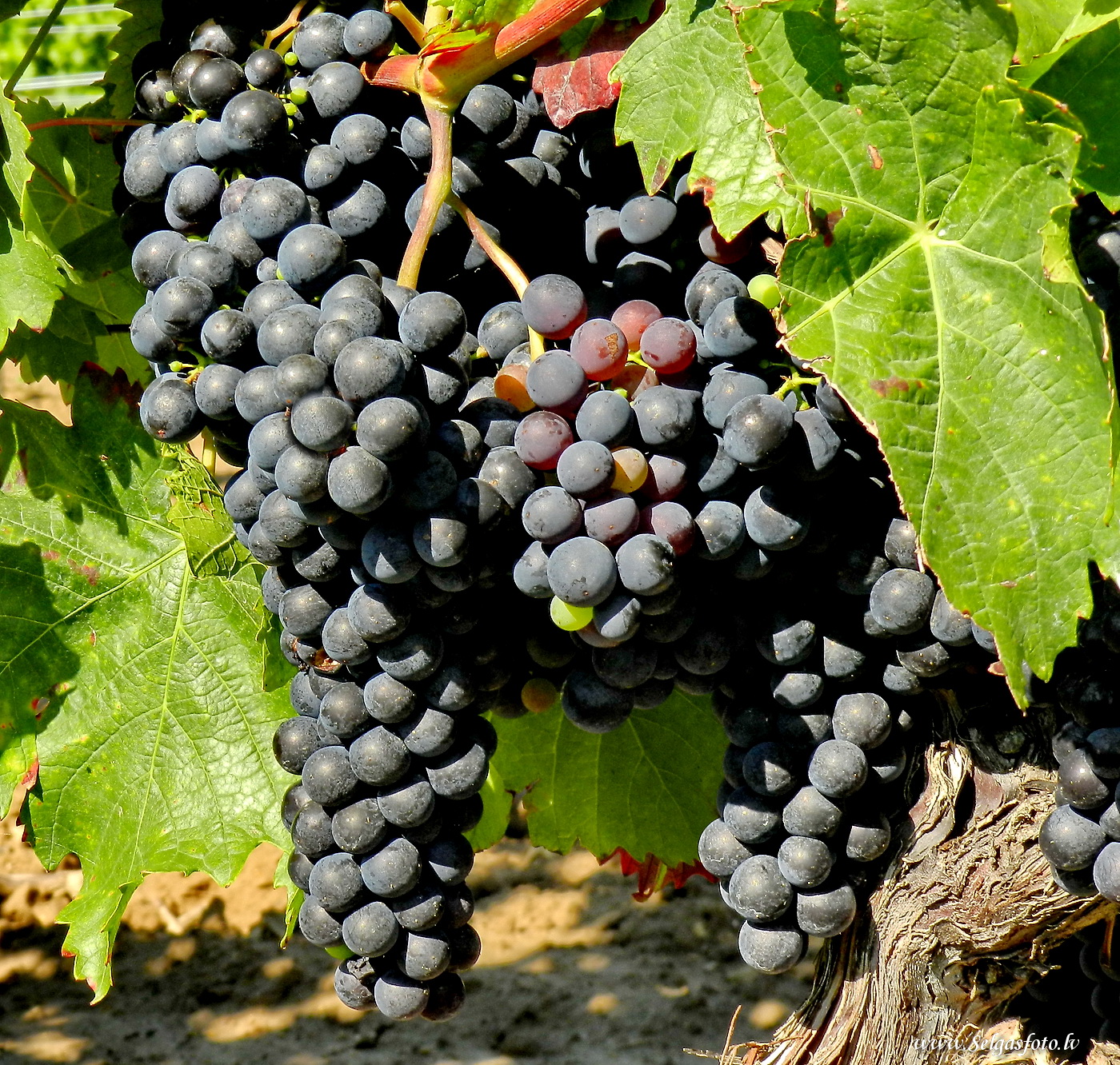 Partenheim. Jugenheim./De/.