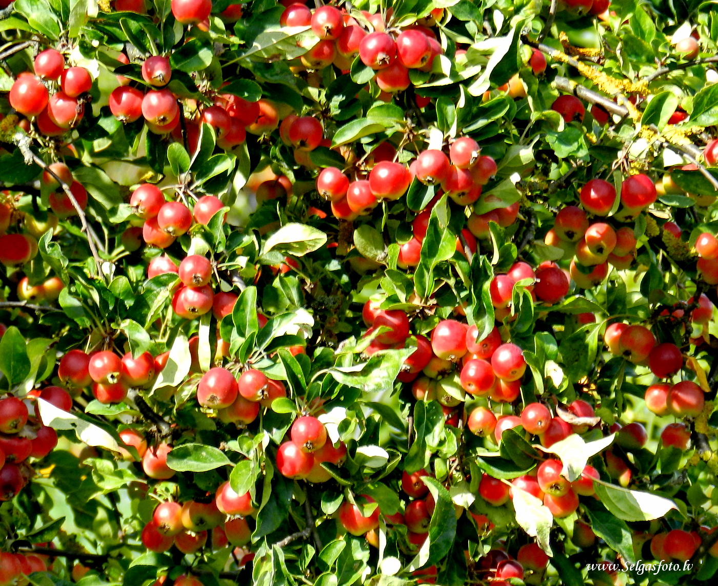 Partenheim. Deutschland.