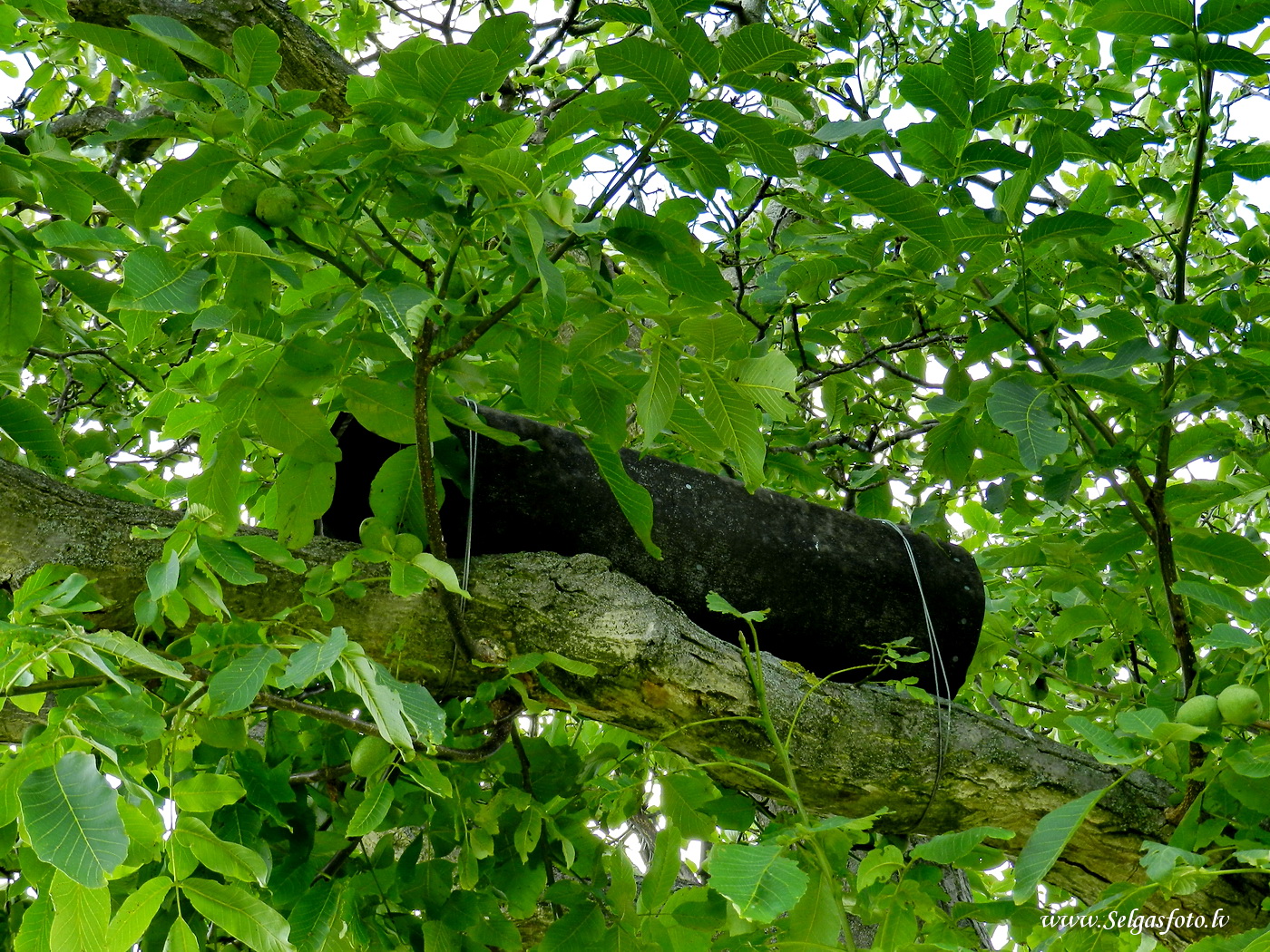 Partenheim. Deutschland.