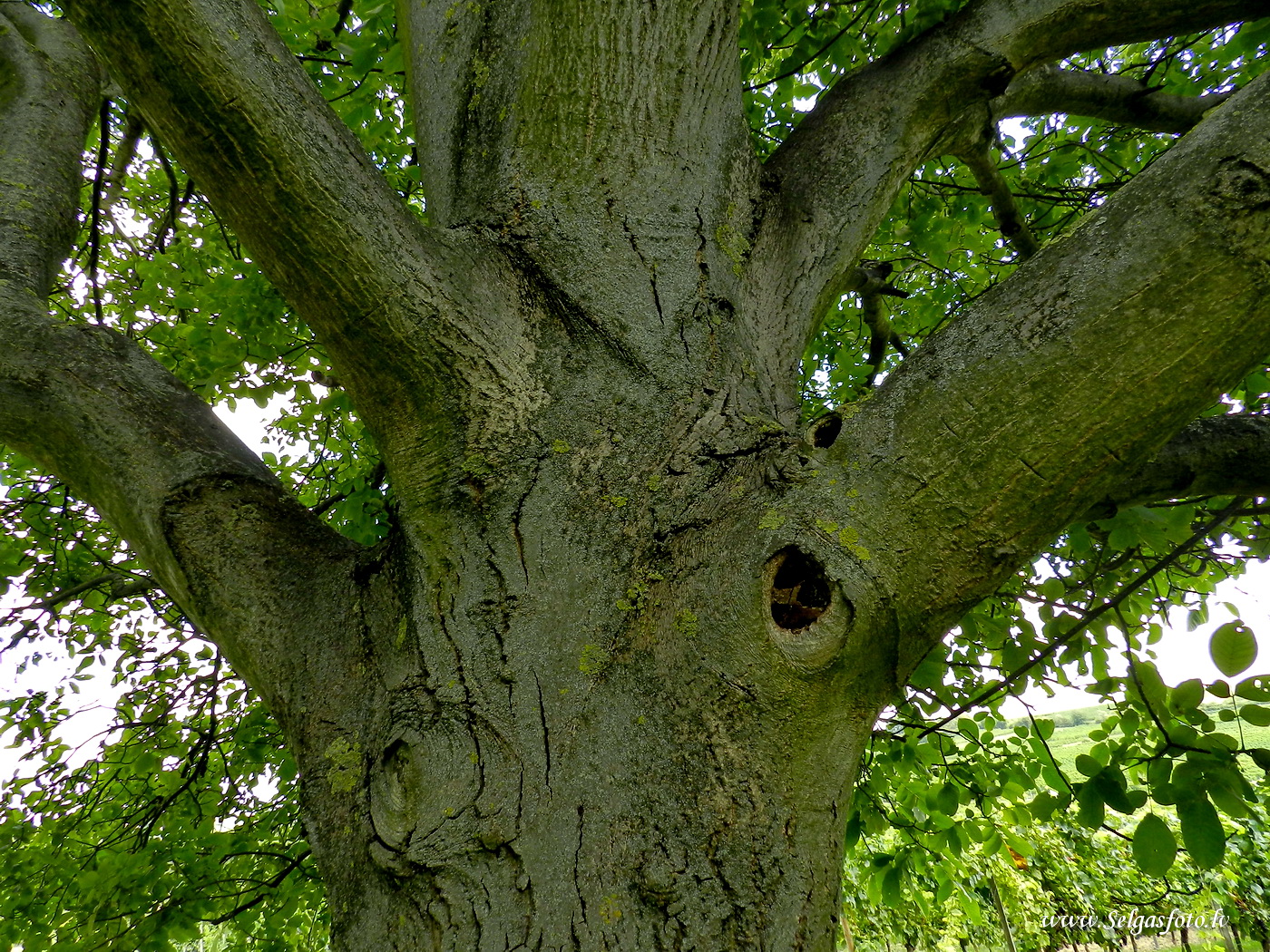 Partenheim. Deutschland.