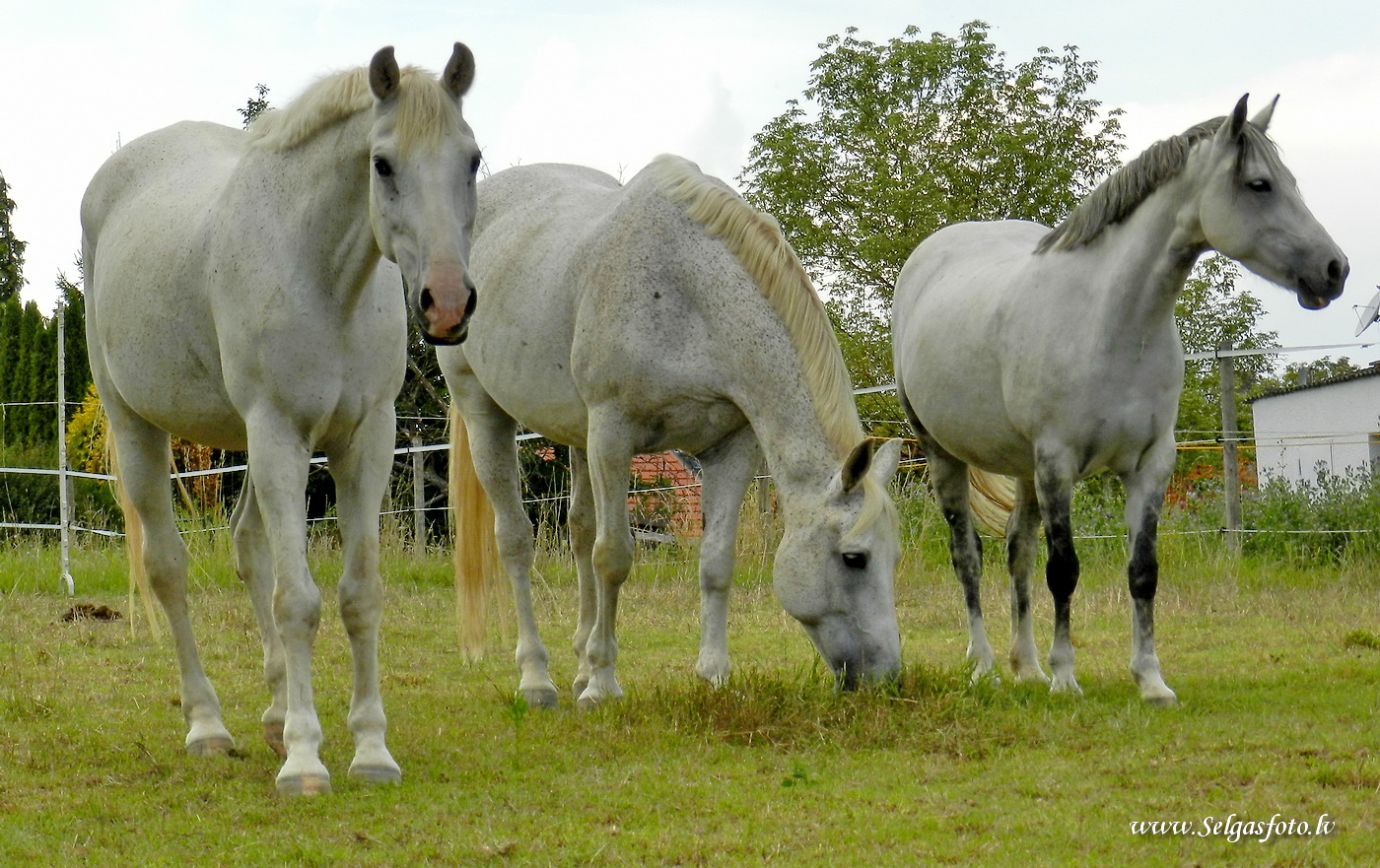 Partenheim. Deutschland.
