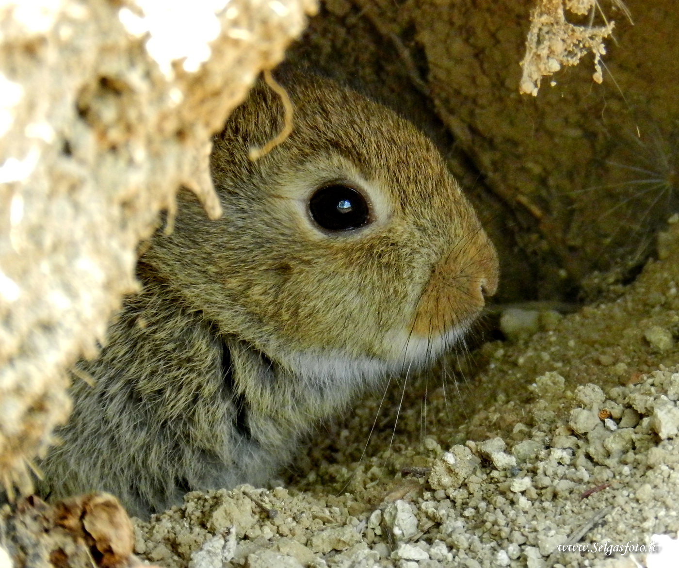 Partenheim. Deutschland.