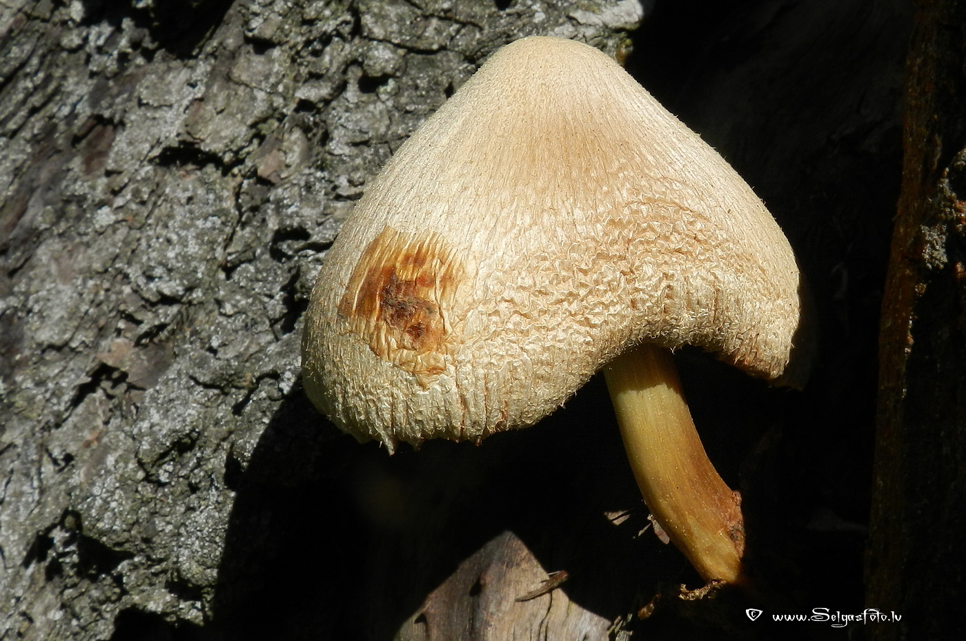 Zīdainā makstaine.