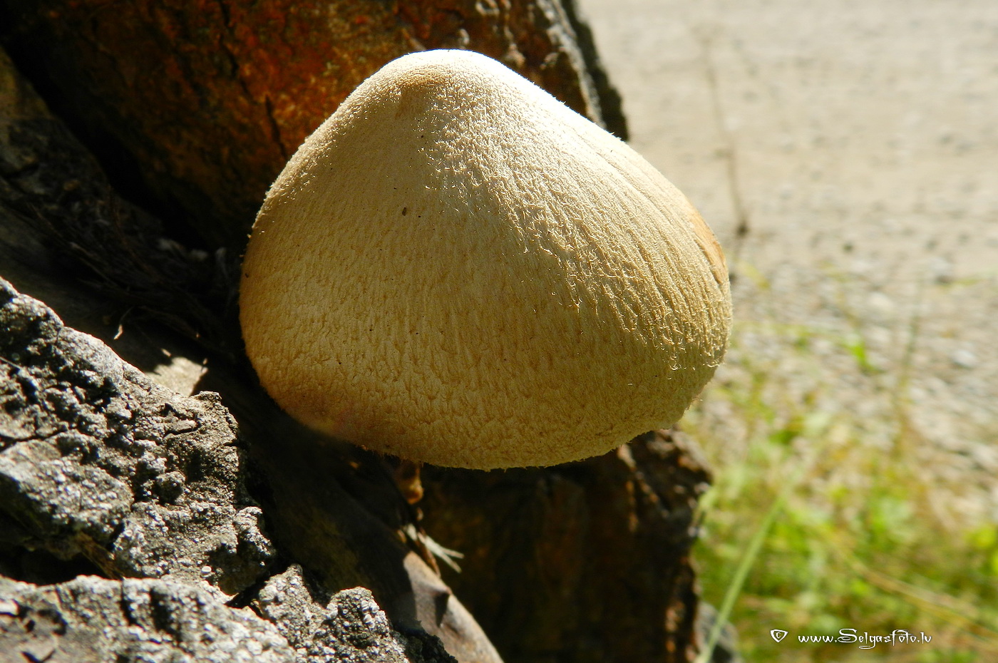 Zīdainā makstaine.