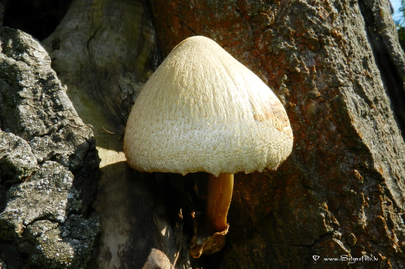 Zīdainā makstaine.