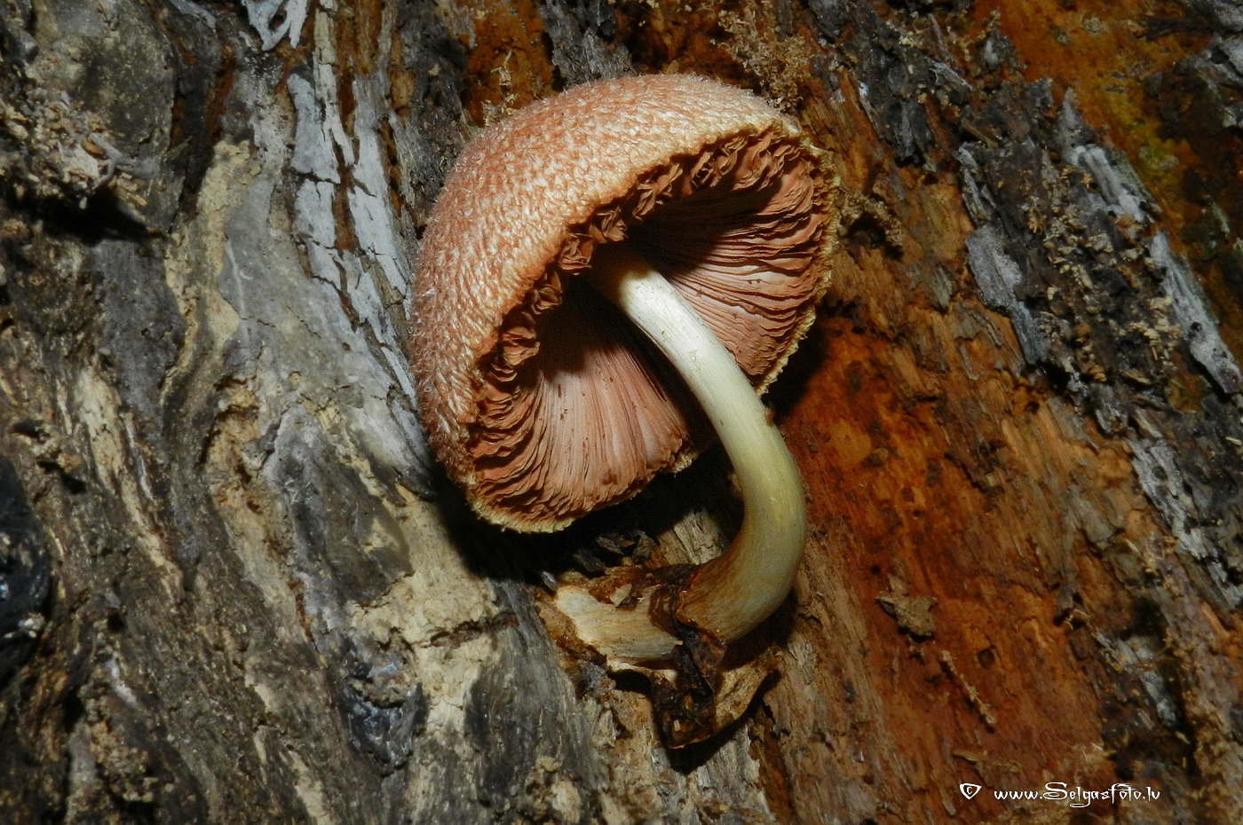 Zīdainā makstaine.