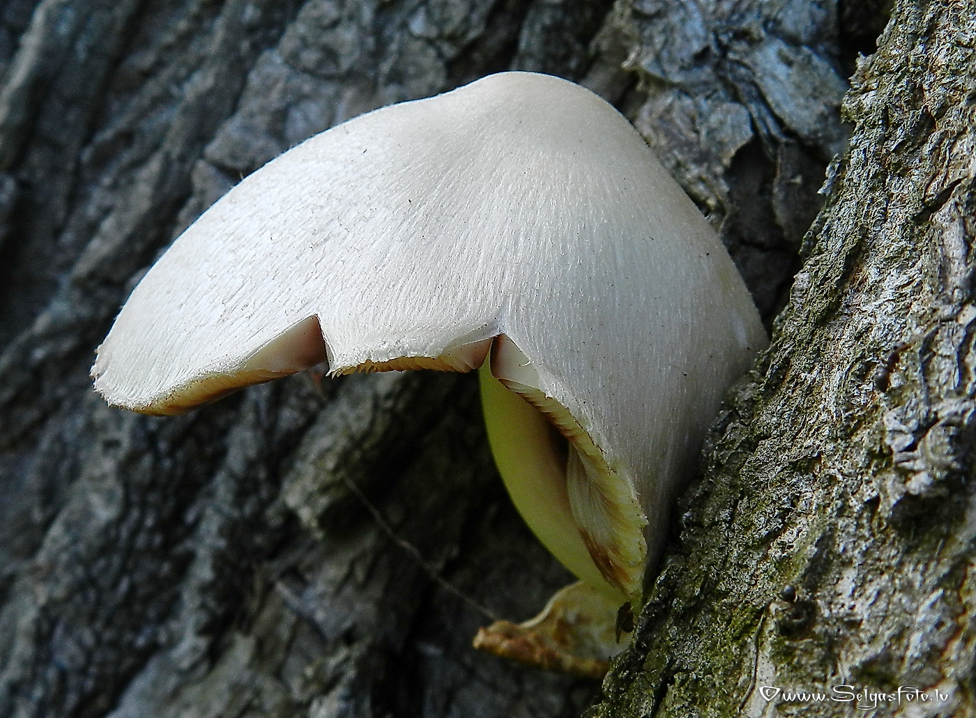 Zīdainā makstaine.