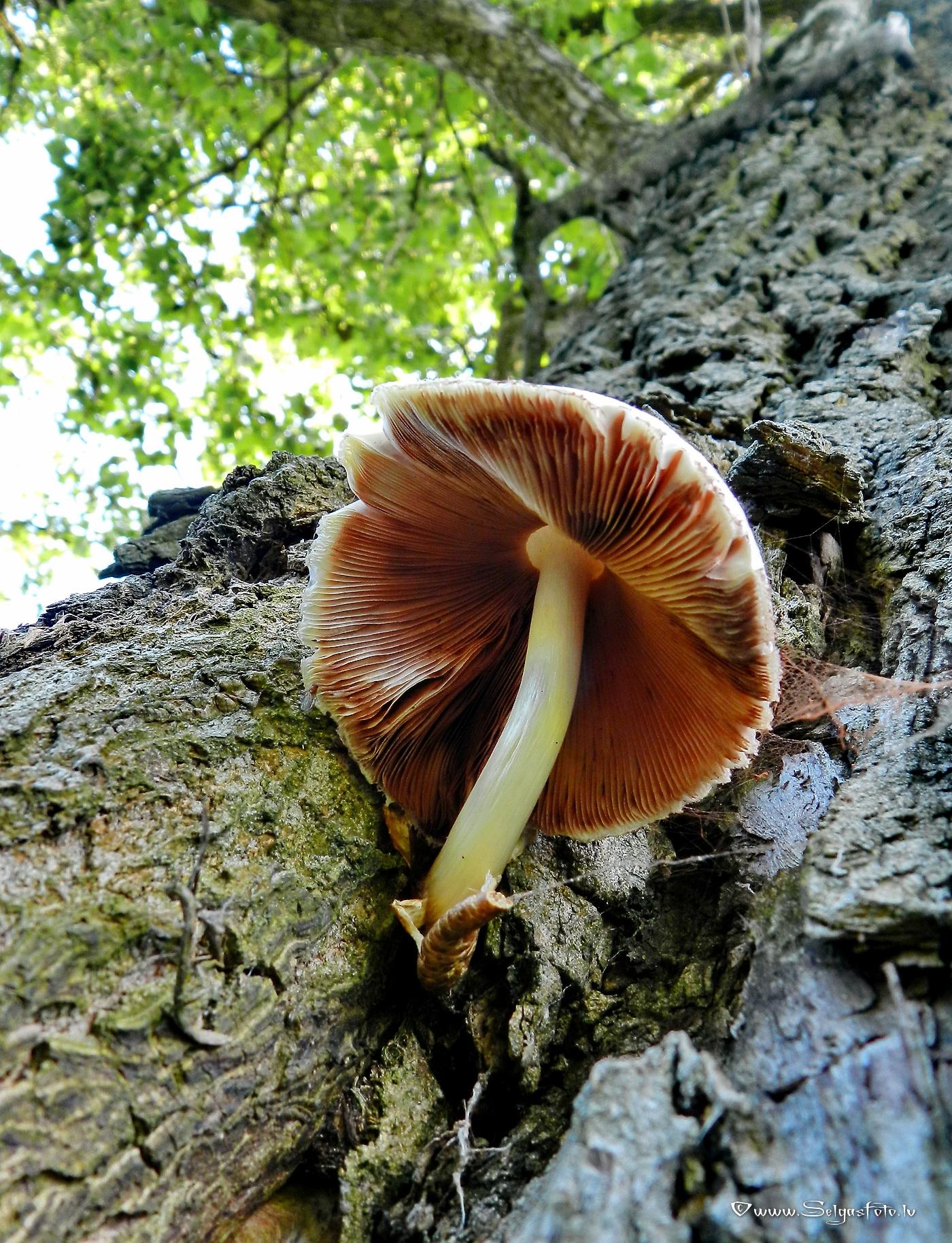 Zīdainā makstaine.