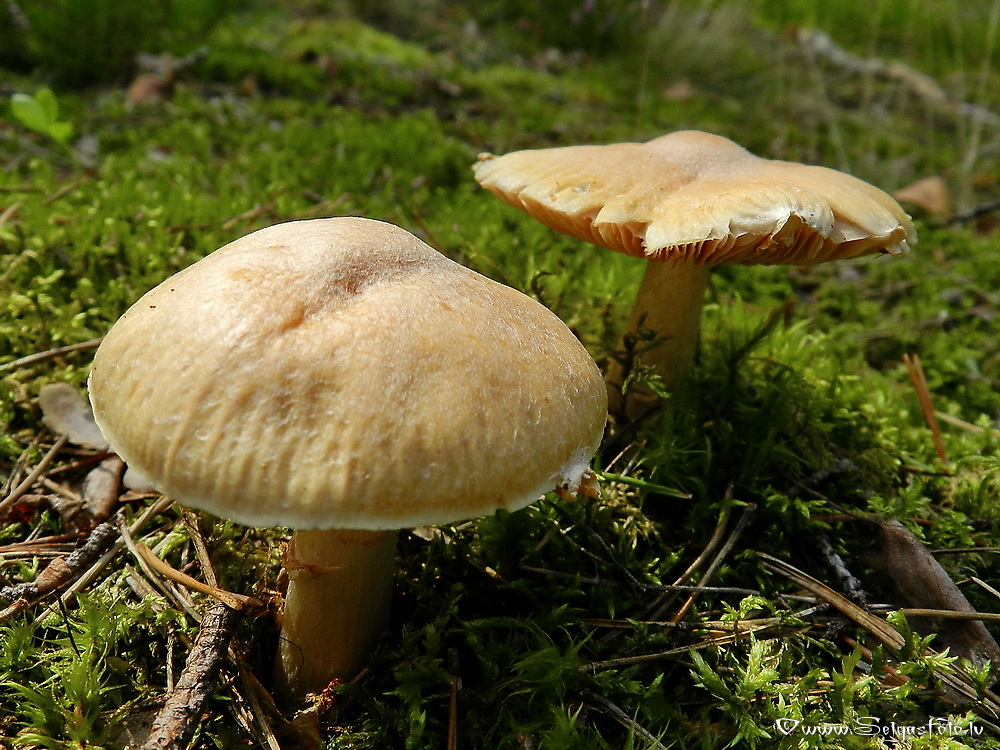 Cirtainā  čigānene.