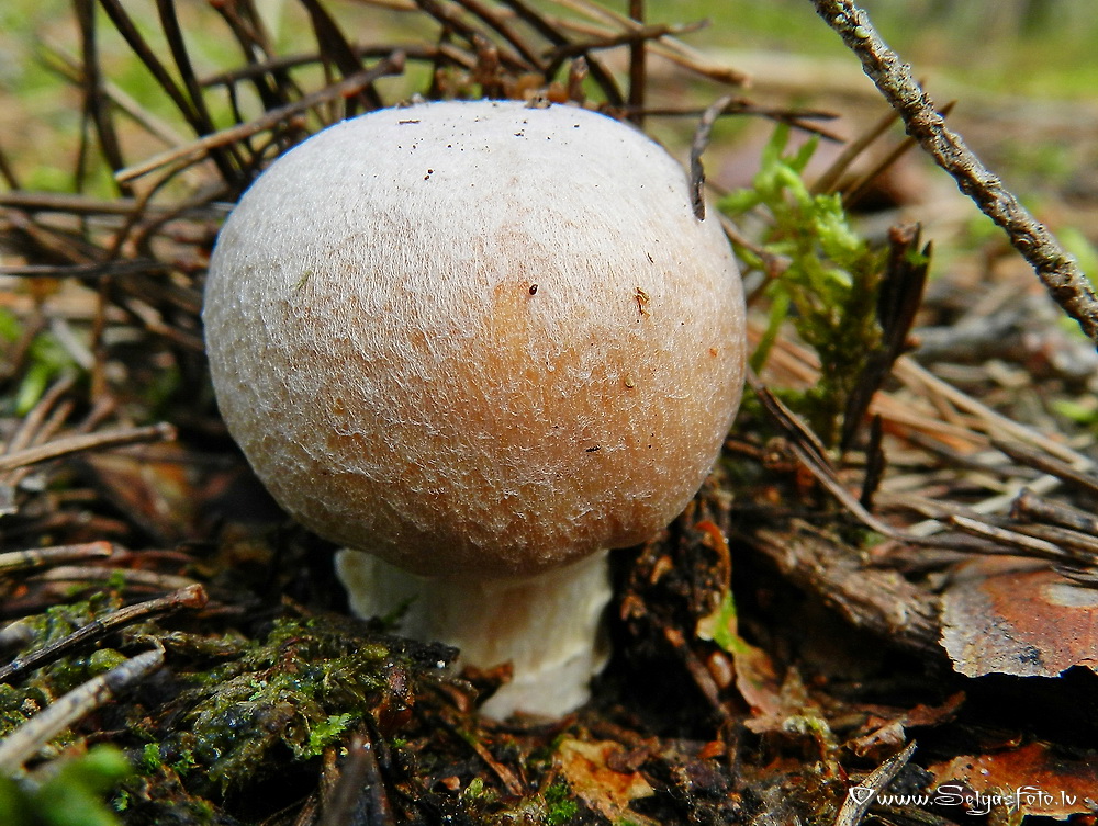 Cirtainā  čigānene.