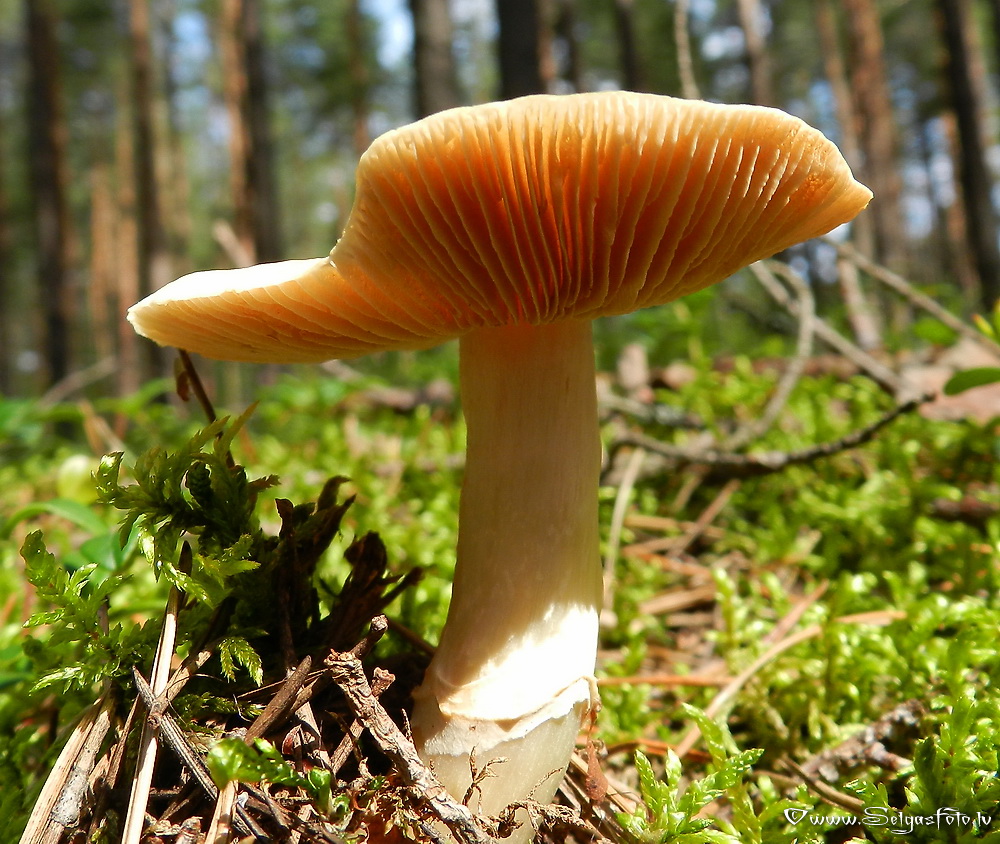 Cirtainā  čigānene.