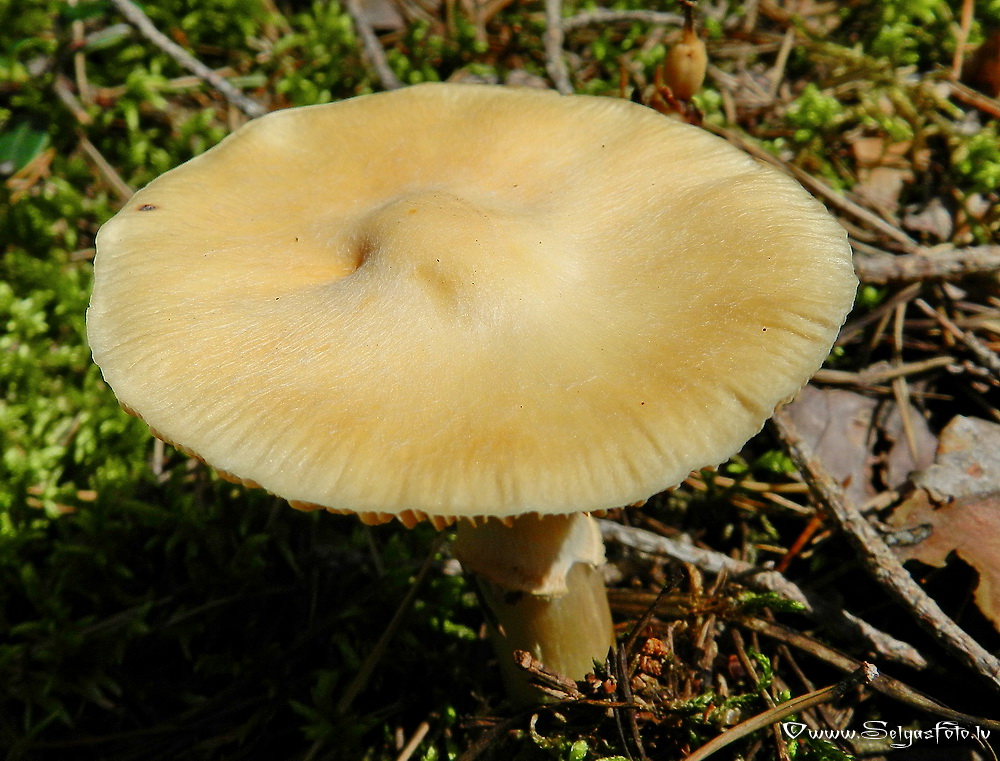 Cirtainā  čigānene.