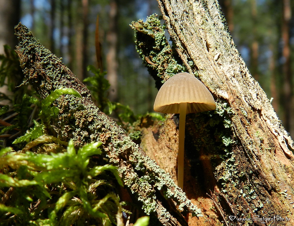 Pienainā ? sēntiņa.