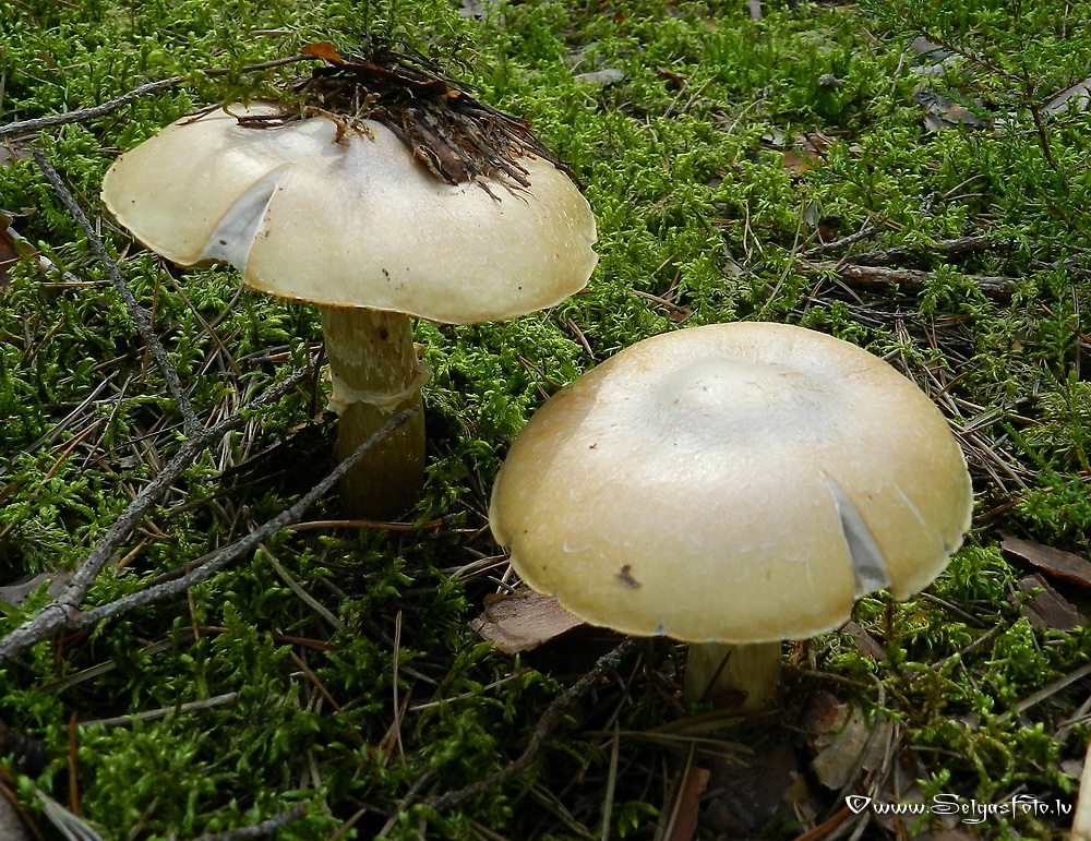 Cirtainā  čigānene.