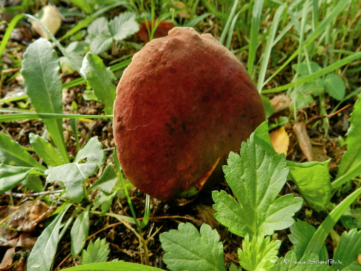 Grubuļainā samtbeka.