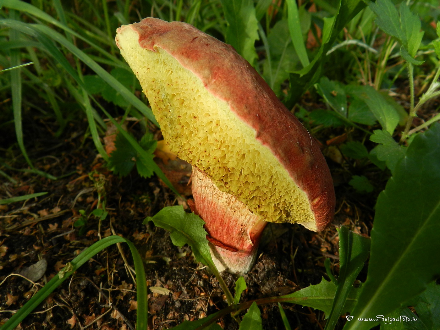 Grubuļainā samtbeka.
