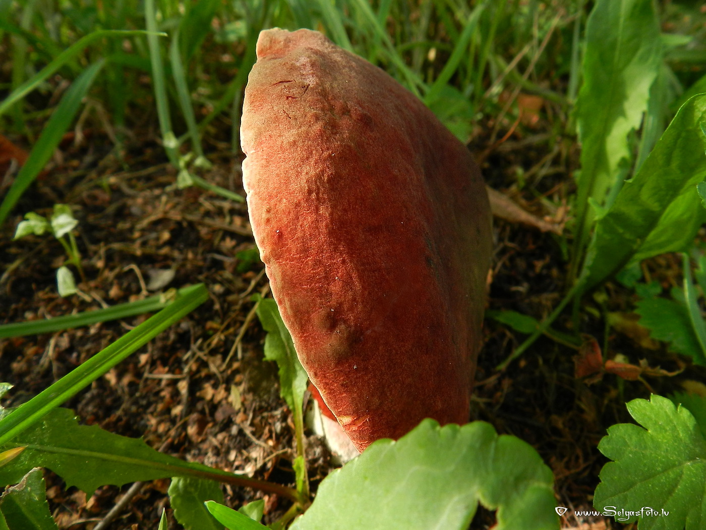 Grubuļainā samtbeka.