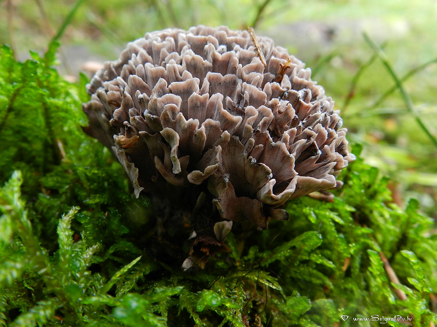 Smirdošā kārpsēne.