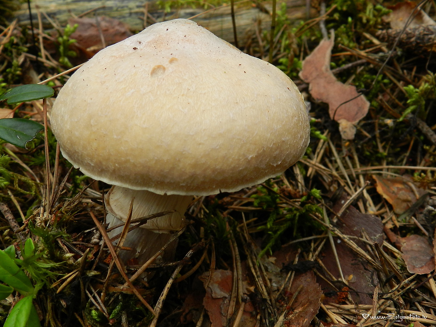 Cirtainā čigānene.