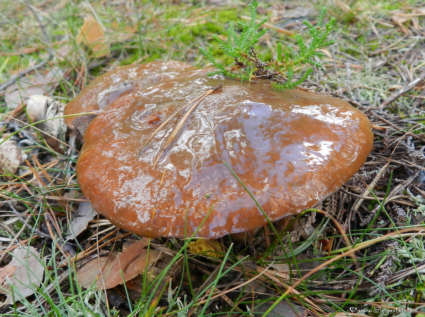 Parastā sviestbeka.