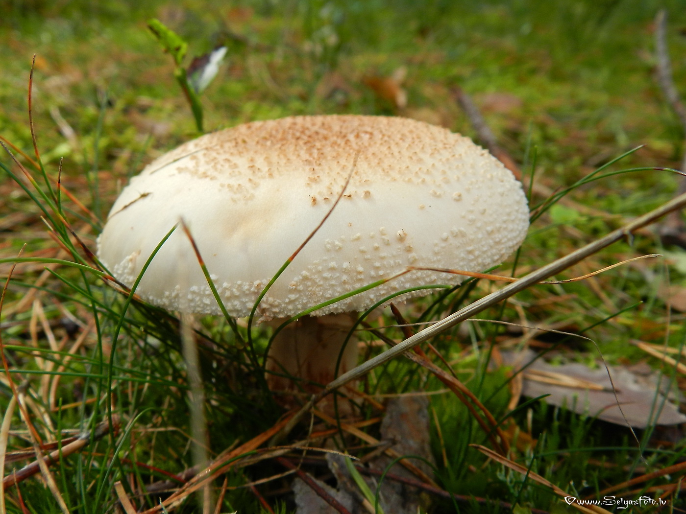 Sarkstošā mušmire.