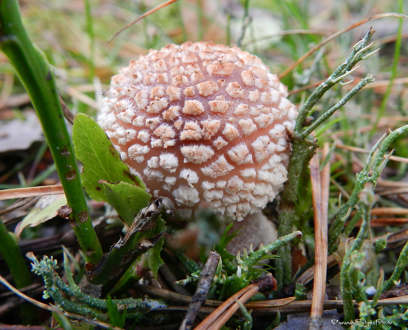 Sarkstošā mušmire.