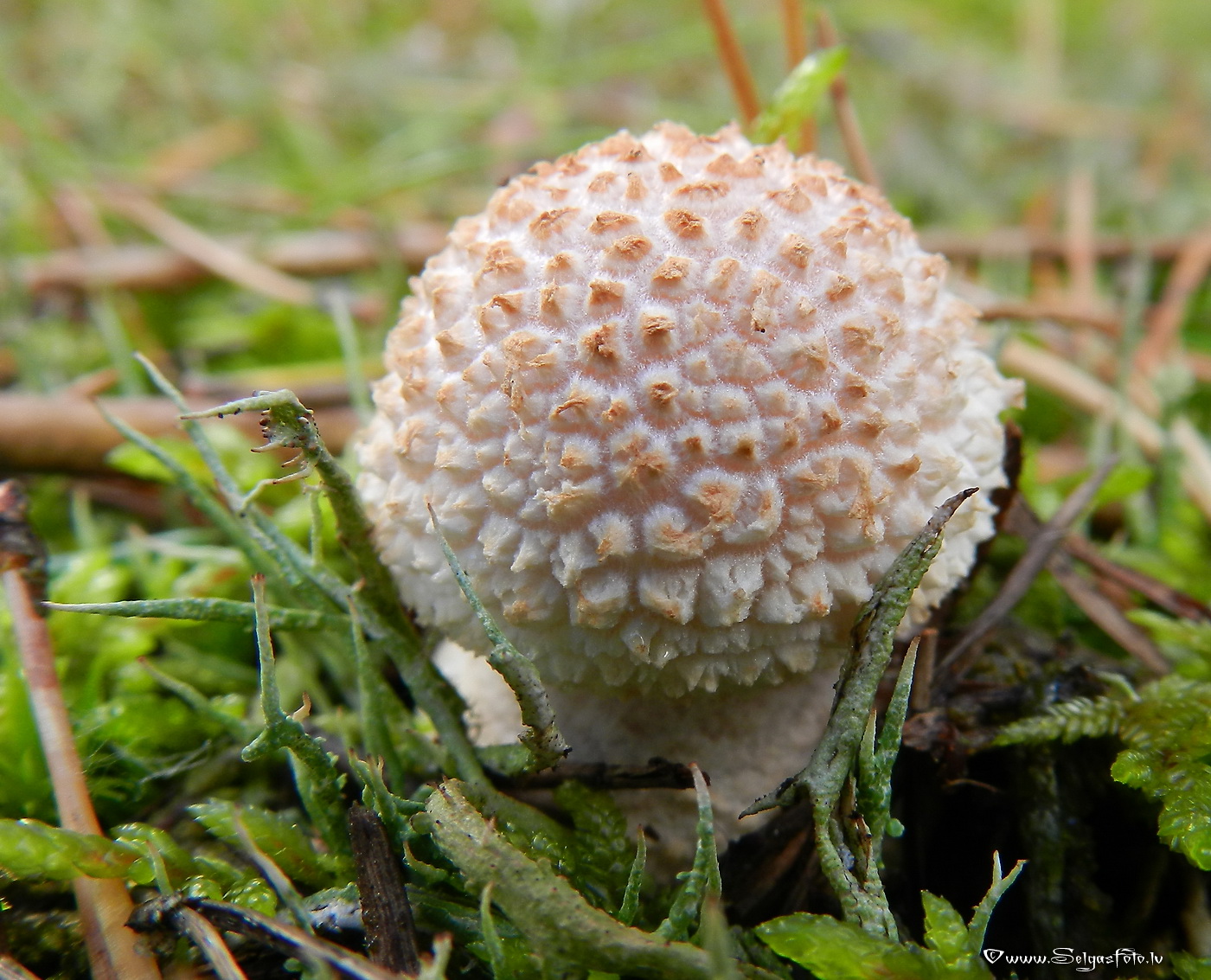 Sarkstošā mušmire.
