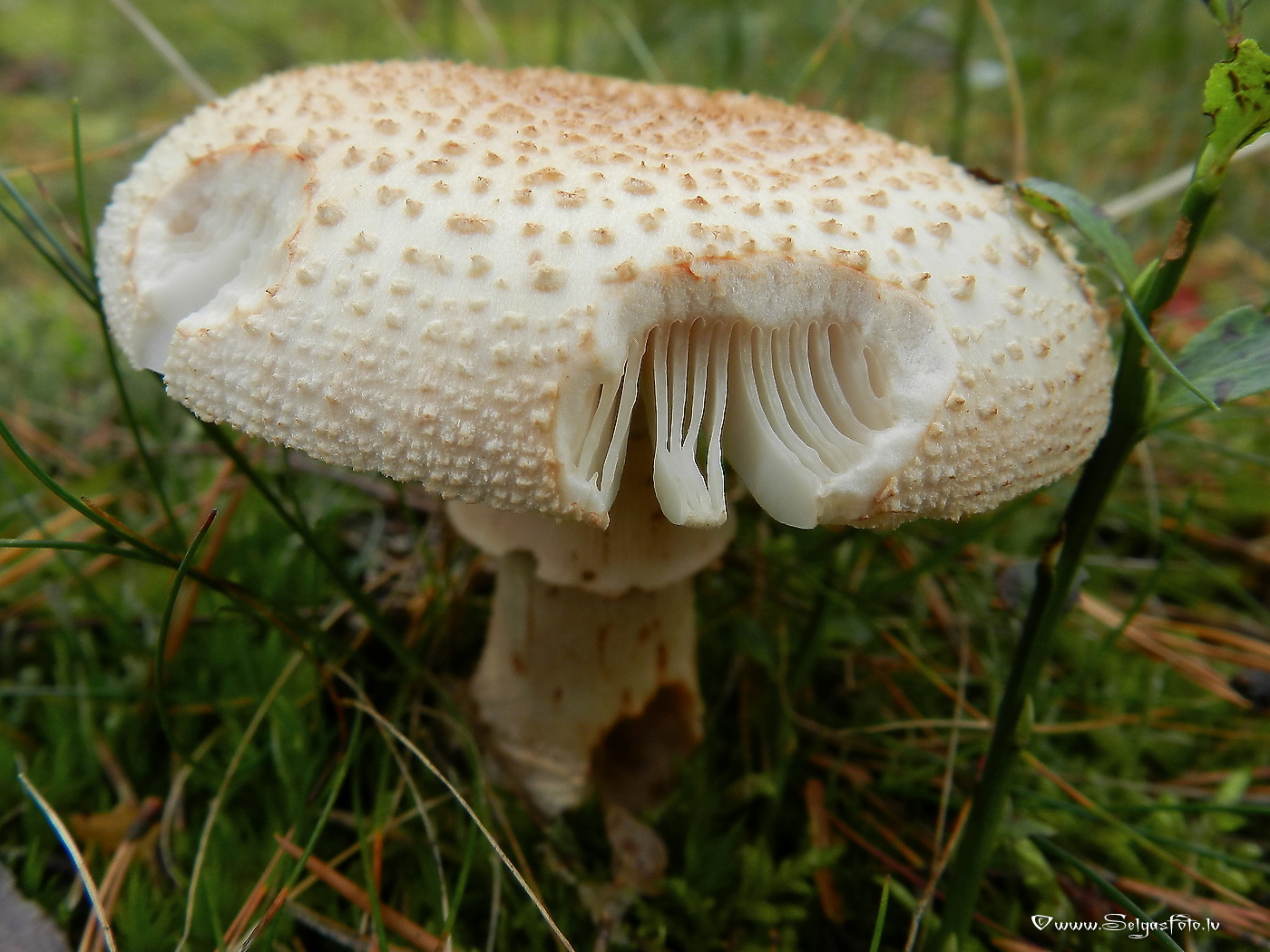 Sarkstošā mušmire.