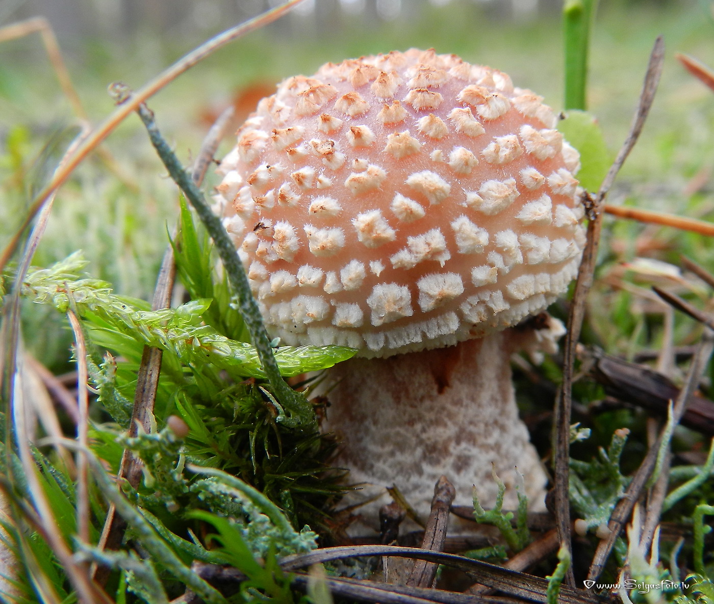 Sarkstošā mušmire.