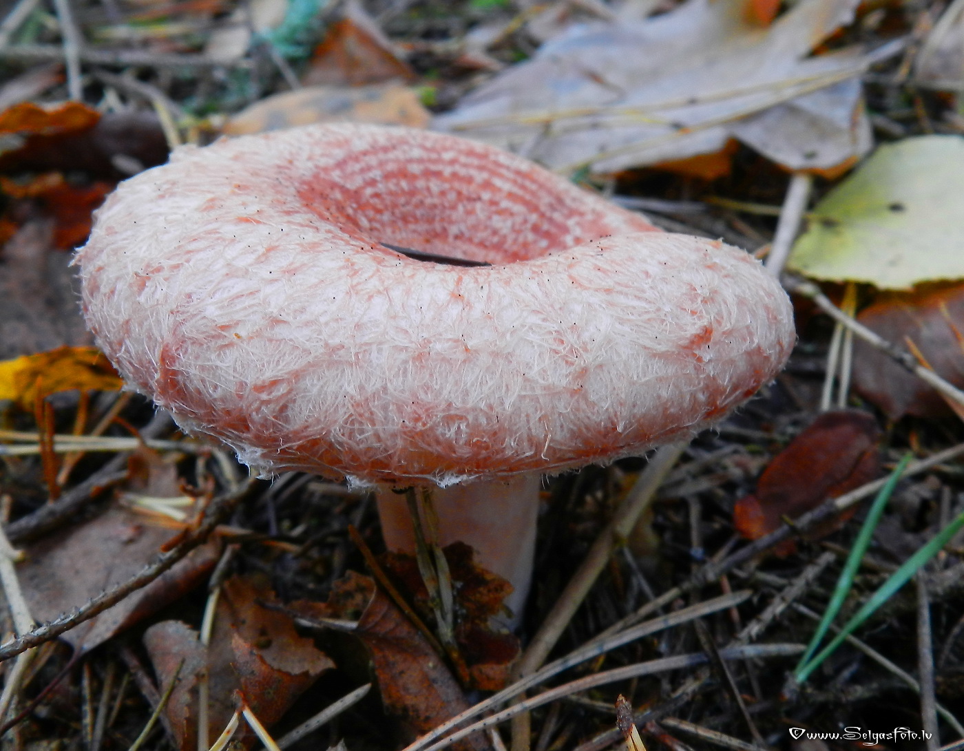 Parastais vilnītis.