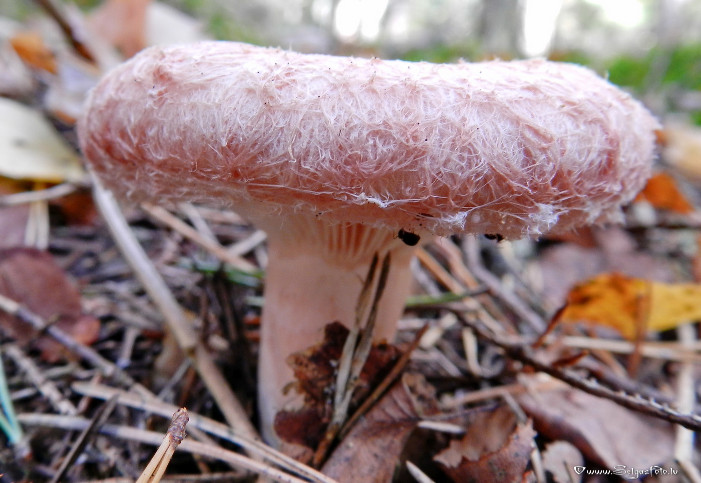 Parastais vilnītis.